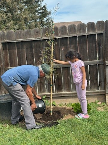 An elder and a girl planting a fruit tree together at home