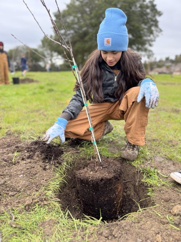 A student planting a fruit tree in a field