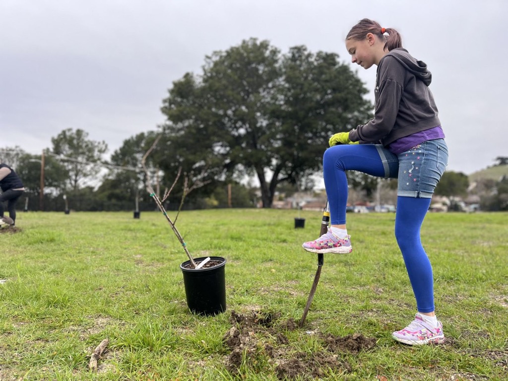 A student planting a fruit tree in a field